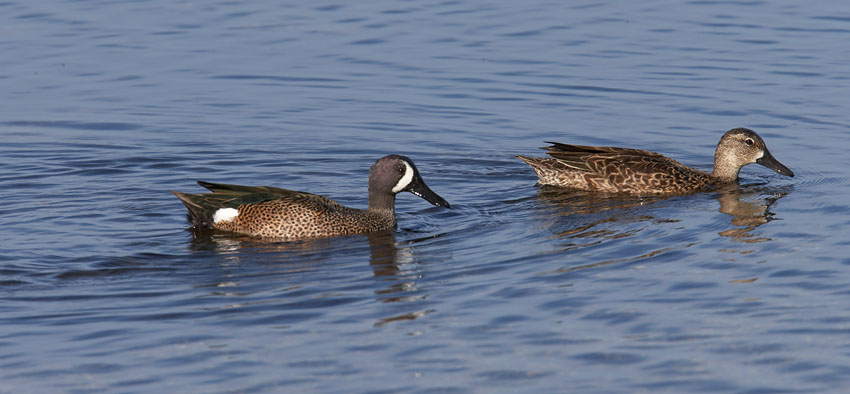 green_winged_teal_XB6M1069