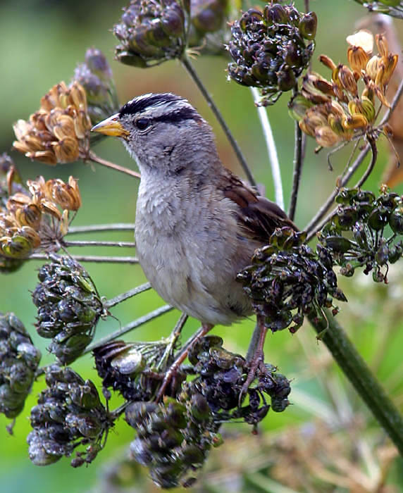 white_crowned_sparrow_c2458m