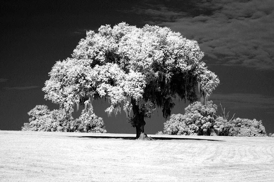 IR_Live Oak_80mm_f14_IMG_9534