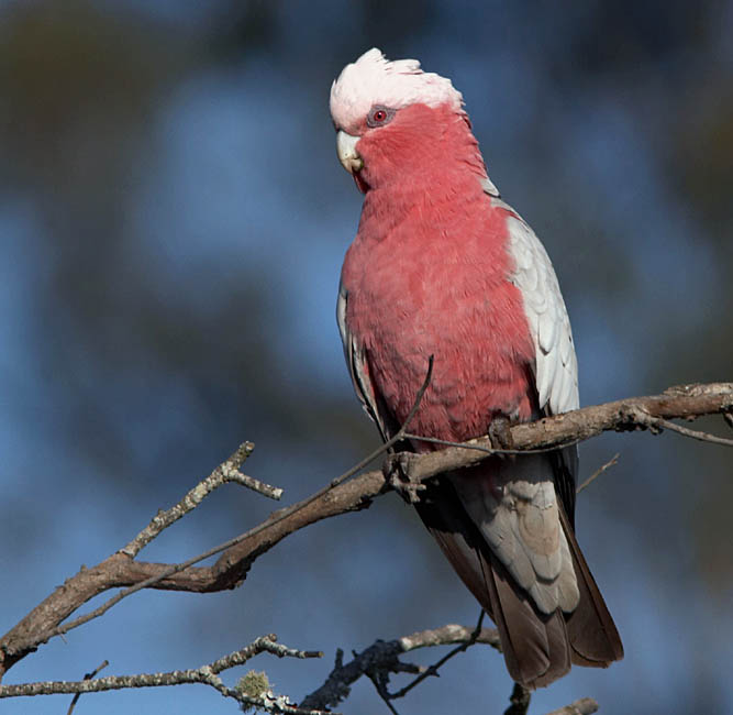 bird_galah_c8716