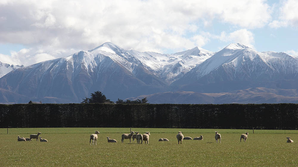 nz_canterbury_c9768