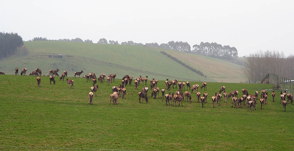 nz_canterbury_cx8880