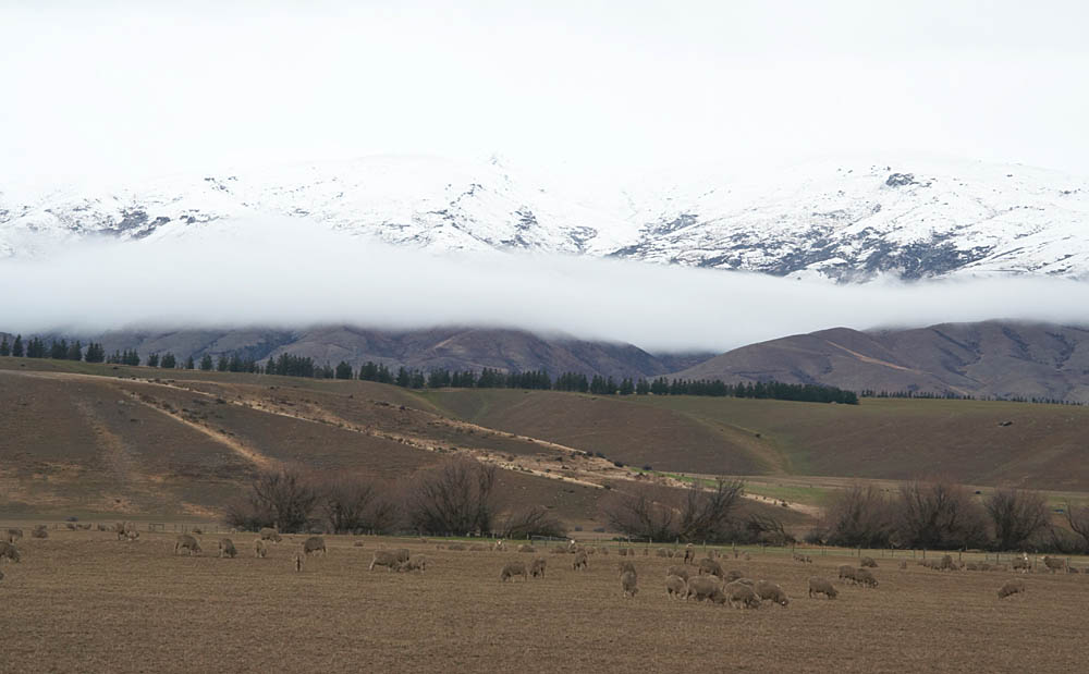 nz_ncanterbury_cx8905