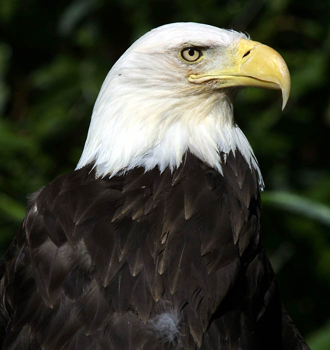 bald_eagle_c2374