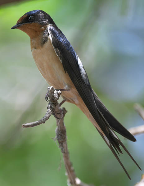 barn_swallow_c4230