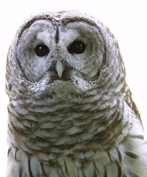 barred_owl_c2191
