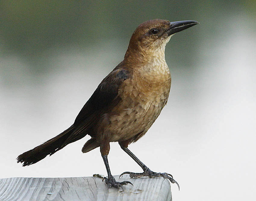 boat_tailed_grackle_c4773