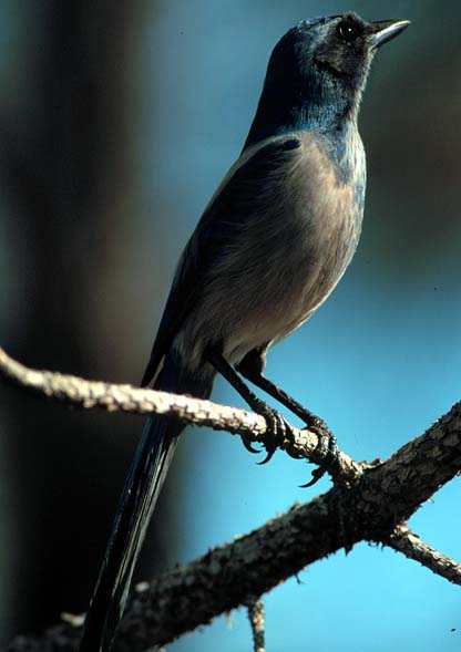 florida_scrub_jay