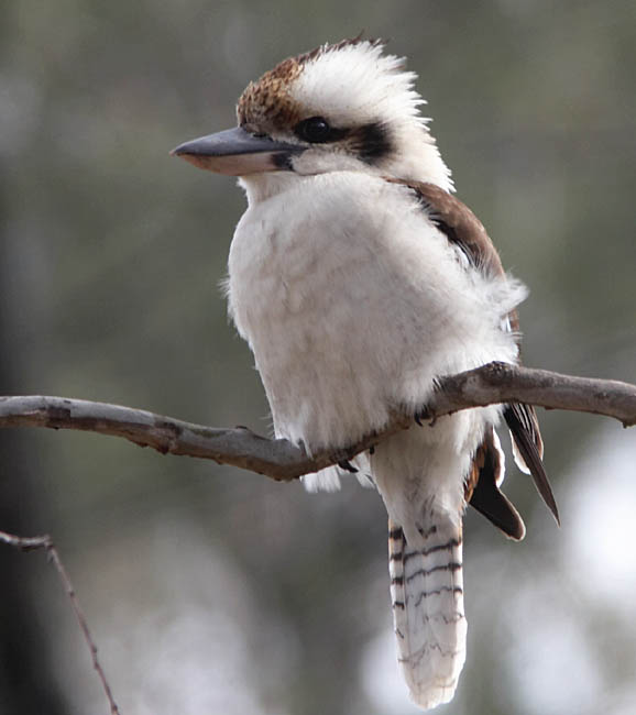 kookaburra_c8975