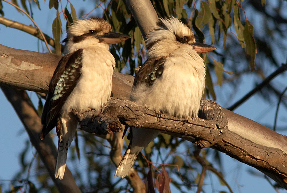 kookaburra_c9085