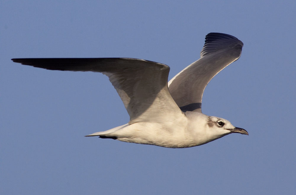 laughing_gull_GV2S9299