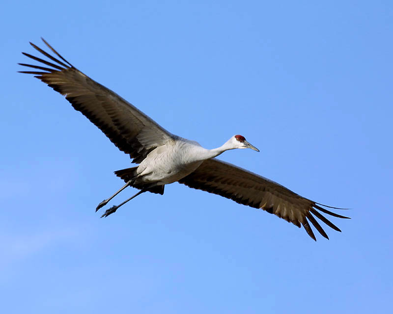 sand_hill_crane_00