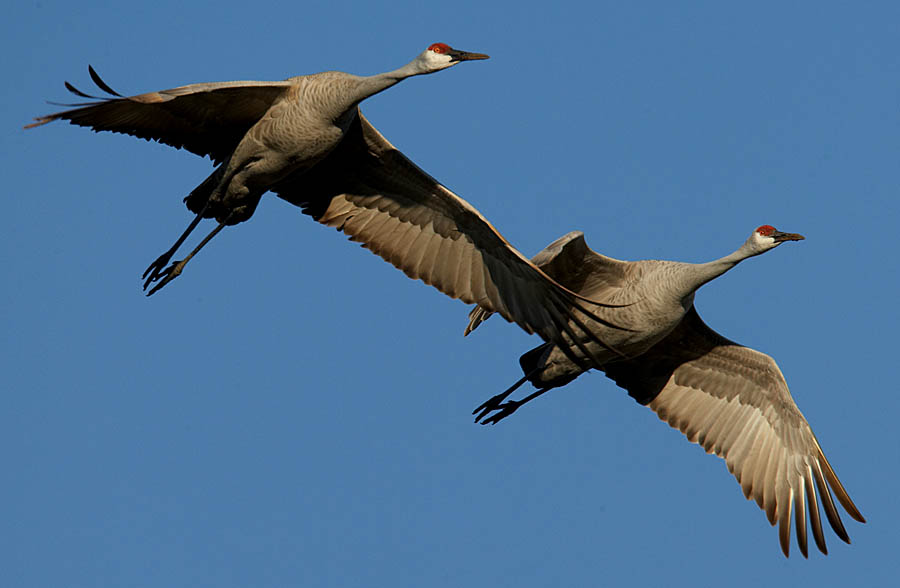 sand_hill_crane_B6M2017