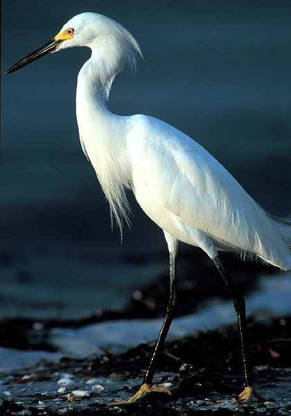 snowy_egret