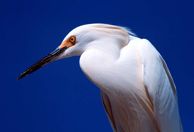 snowy_egret_01