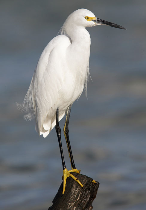 snowy_egret_XB6M0682