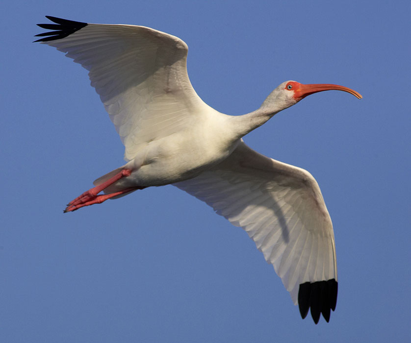 white_ibis_GV2S9374