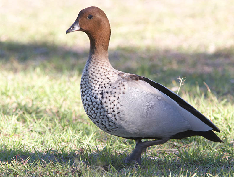 wood_duck_c8587
