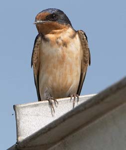 barn_swallow_c4155