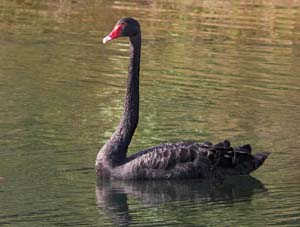 black_swan_c9039