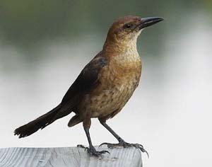 boat_tailed_grackle_c4773