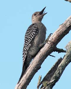 downy_woodpecker_S1209