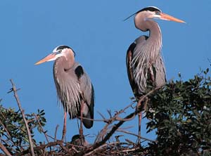 great_blue_heron_nest_02