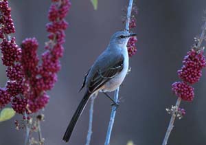 mocking_bird_01