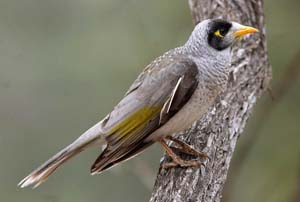 noisy_miner_8983