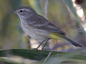 palm_warbler_XB6M0875