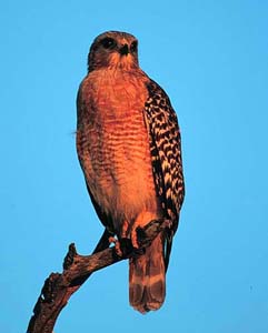 red_shouldered_hawk_1m
