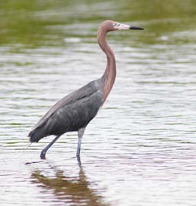 reddish_egret_S1124