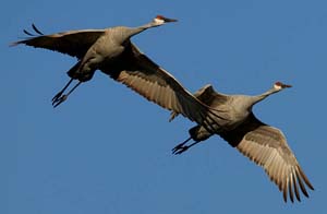 sand_hill_crane_B6M2017