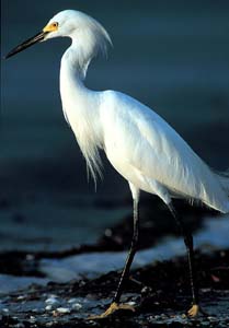 snowy_egret