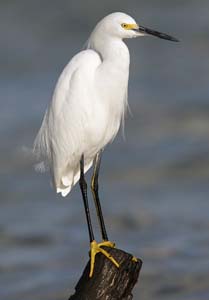 snowy_egret_XB6M0682