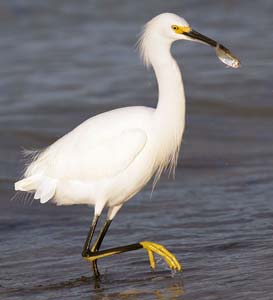 snowy_egret_XB6M0767