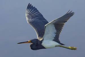tricolored_heron_GV2S9429