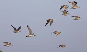 western_sandpiper_GV2S9259