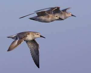 western_sandpiper_GV2S9407
