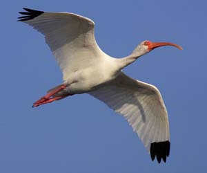 white_ibis_GV2S9374