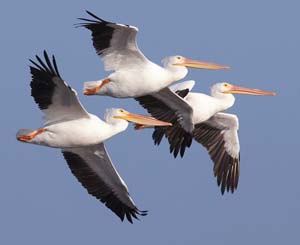 white_pelicans_XB6M1024