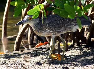 yellow_crowned_night_heron_GV2S9203