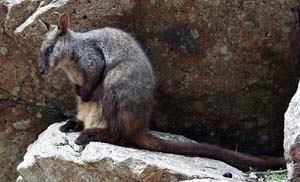 wallrock_cx8594_85mm_f8