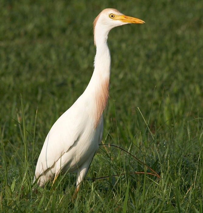 Cattle egret_300mm_f8_IMG_1501