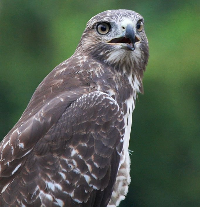Immature red tailed hawk_300mm_f8_ IMG_1461
