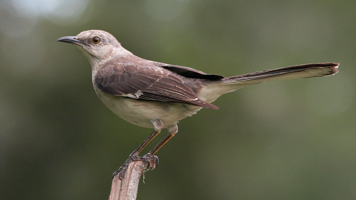 Mocking bird_300mm_f8_IMG_1557