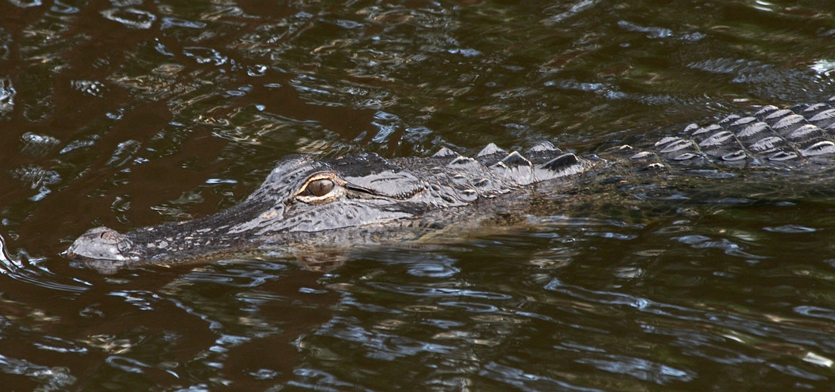 gator_300mm_f8_IMG_1549