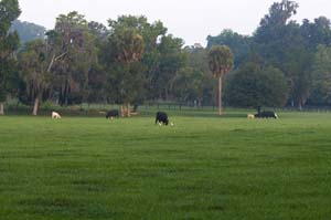 Cattle and Cattle Egrets@70mm_f5.6_IMG_1476