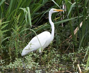 Great Egret_300mm_f8_IMG_1354
