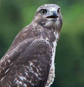 Immature red tailed hawk_300mm_f8_ IMG_1461